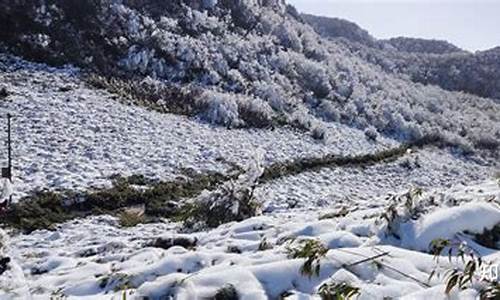 重庆到金佛山路线怎么走的呀多少公里_重庆到金佛山路线怎么走的呀多少公里啊