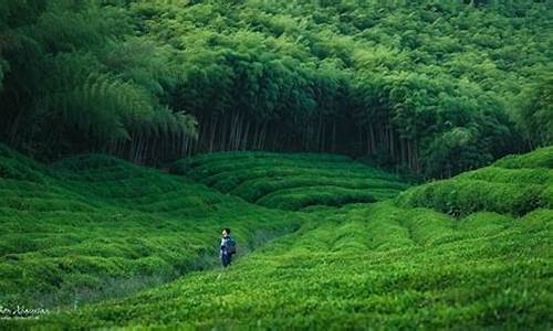 莫干山二日游攻略自由行_莫干山二日旅游攻略