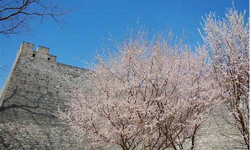 明城墙遗址公园梅花_明城墙遗址公园梅花什么时候开